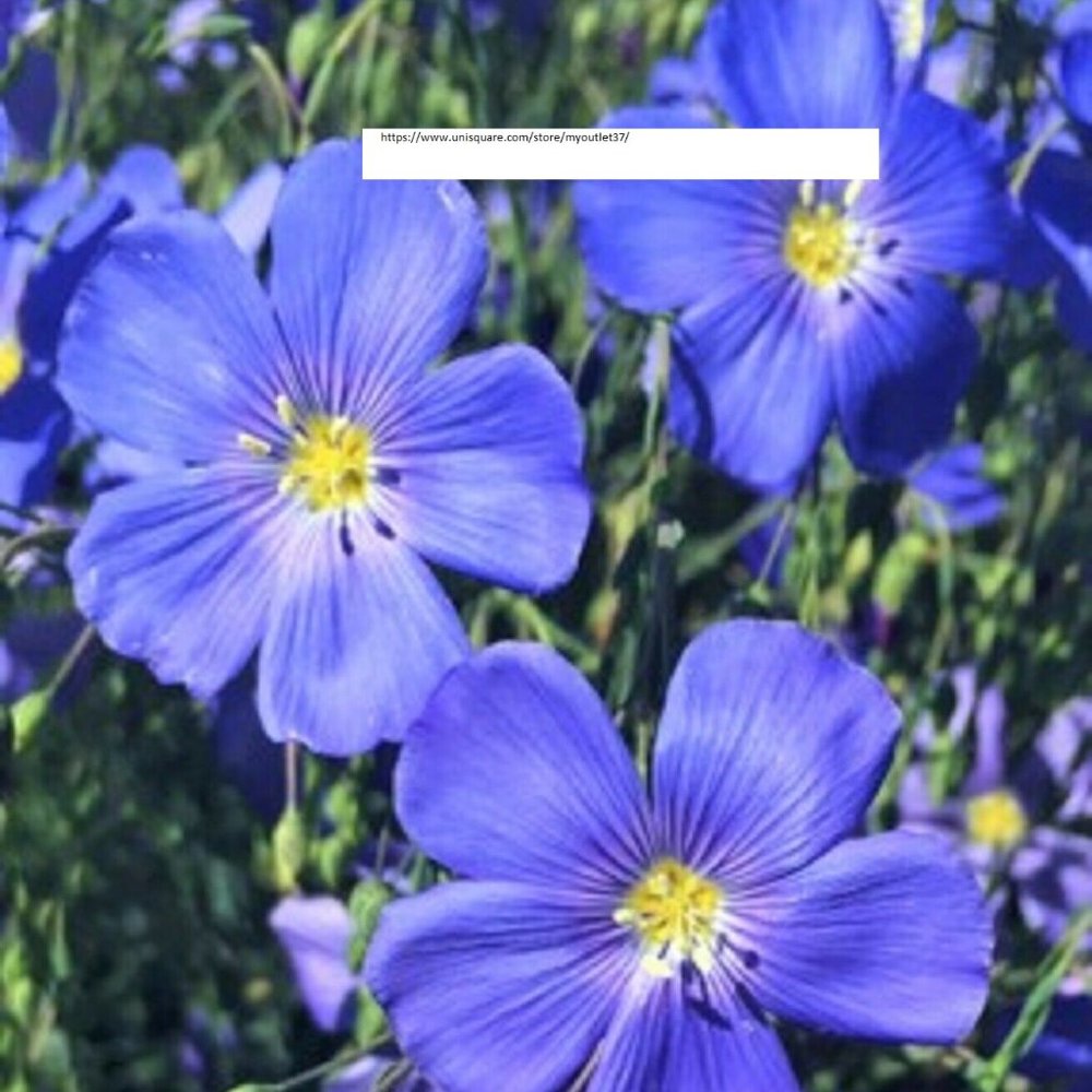 Blue Flax Seeds - Flower Seeds - BOGO